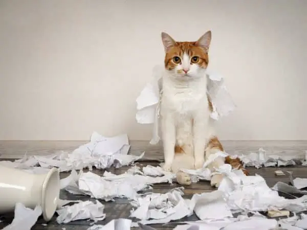 Cat made a mess with paper
