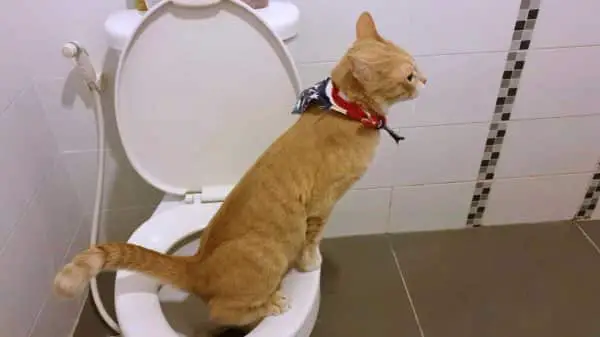 Cat using human toilet