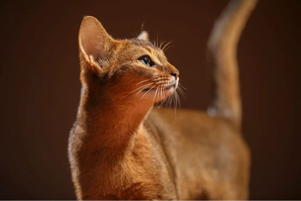 7 Beautiful Cat Breeds with Orange Coats - Purrfect Cat Breeds