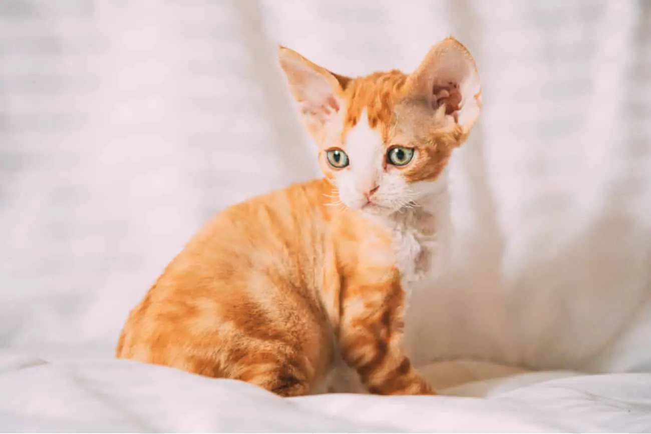 Devon Rex orange kitten