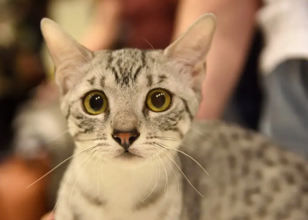 Egyptian Mau Cat Breed