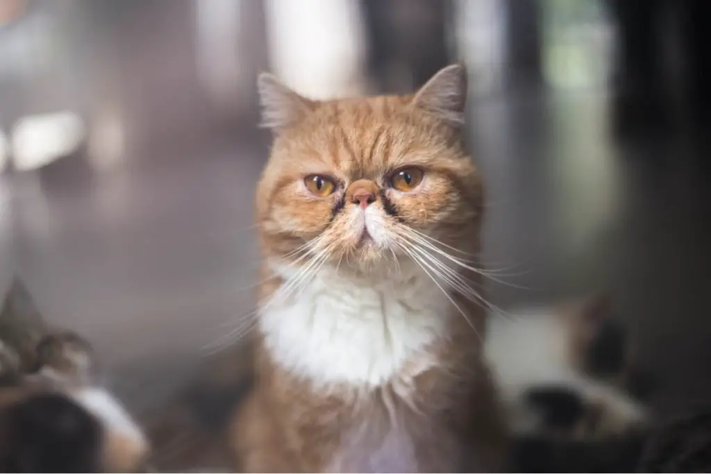 Exotic shorthair cat