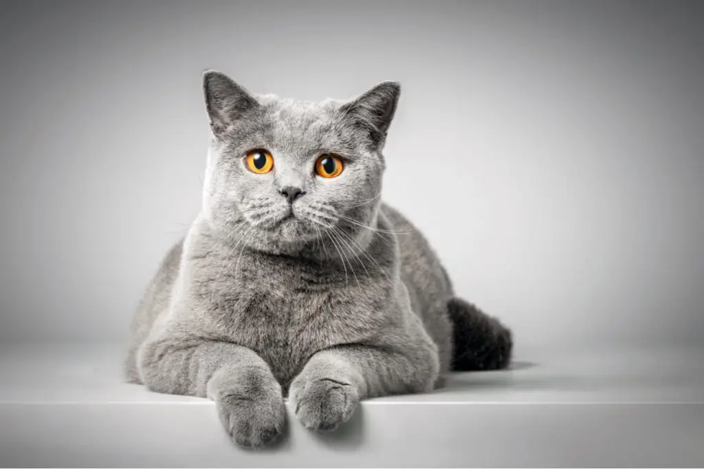 British Shorthair Flat Face Cat