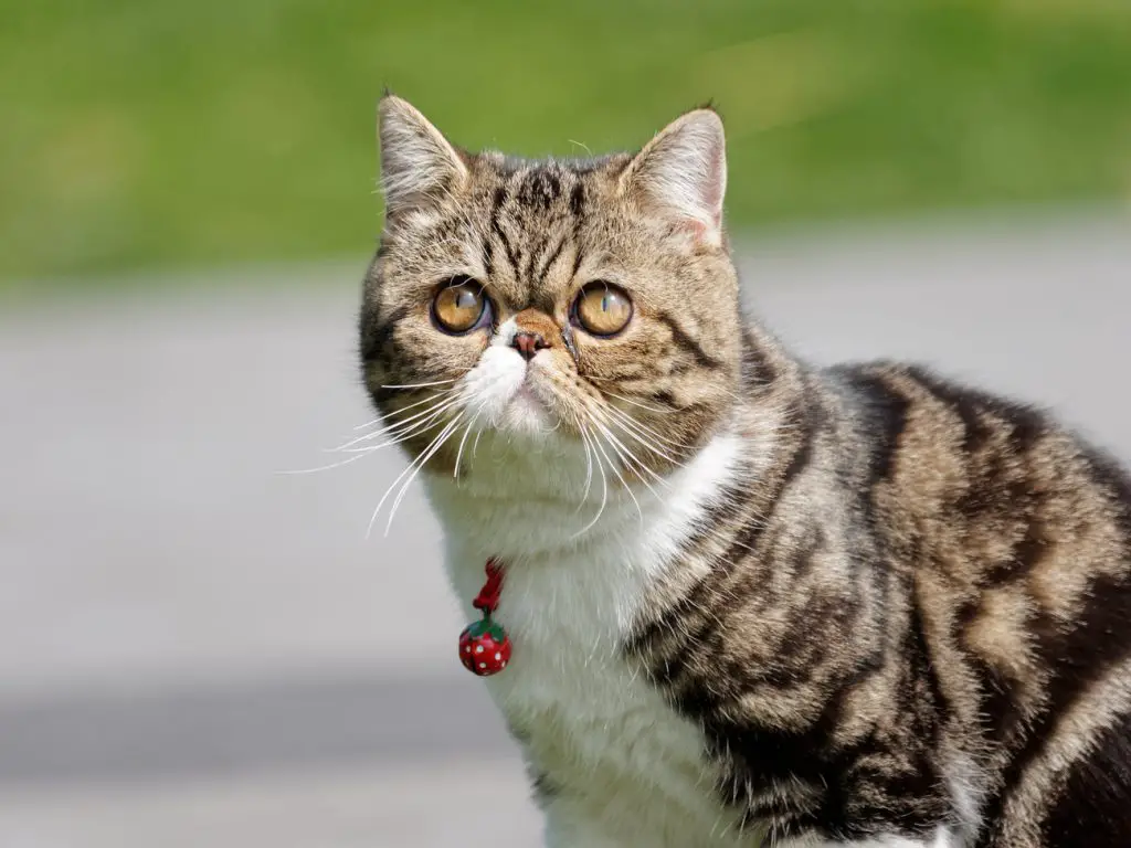 Exotic shorthair flat face cat