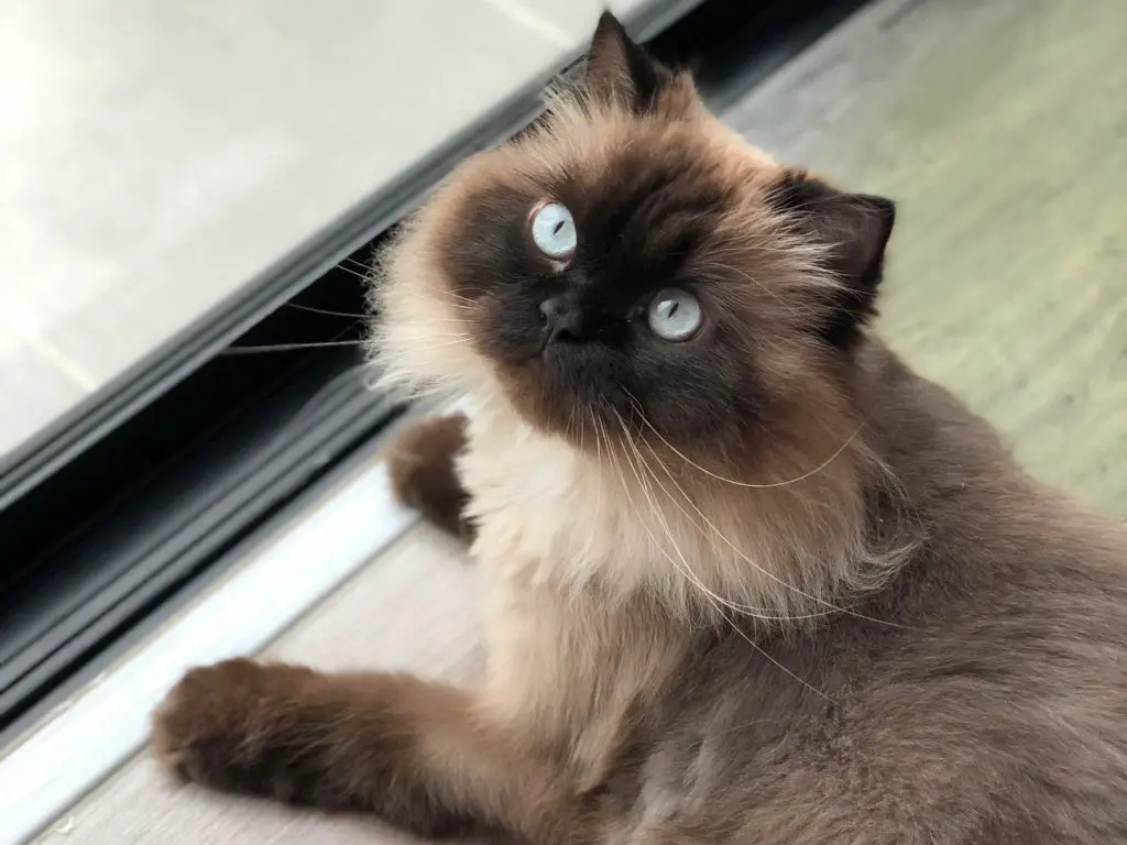 Himalayan flat face cat