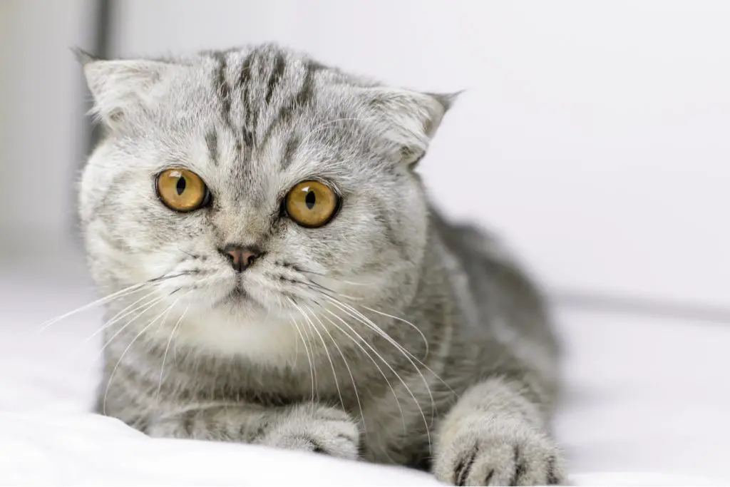 flat face cat Scottish fold 