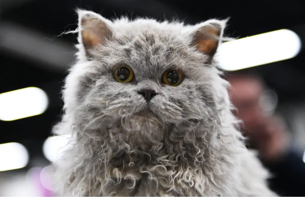 Selkirk Rex flat face cat