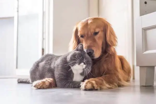 Cat being friendly with dog