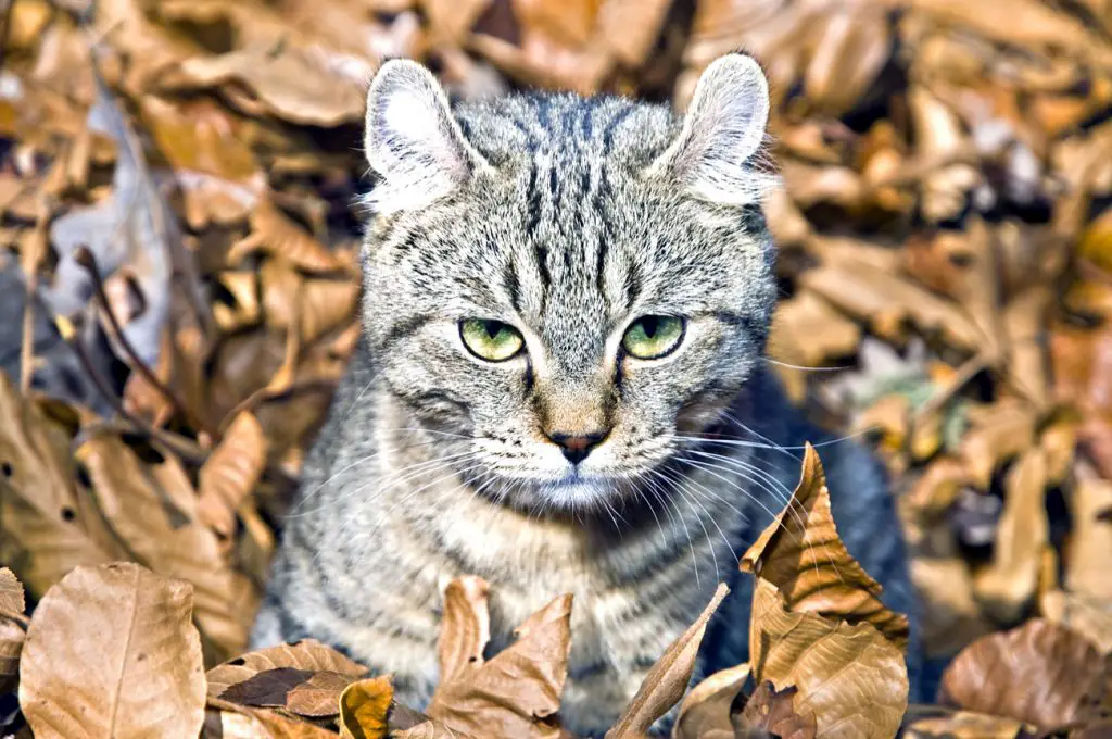 Highlander Cat