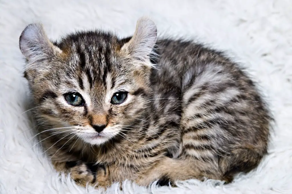 Highlander kitten curled up