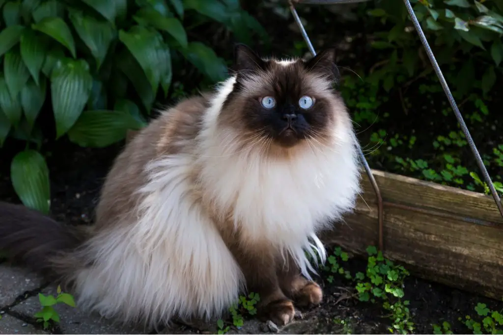 himalayan cat