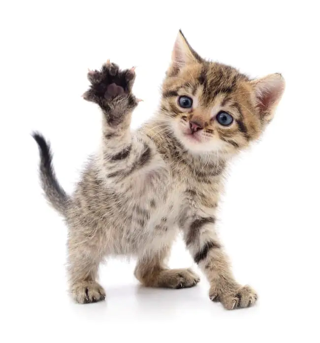 Kitten waving paw
