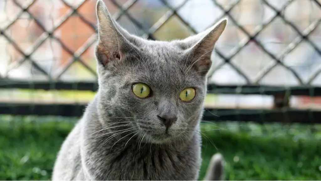 Korat cat staring ahead