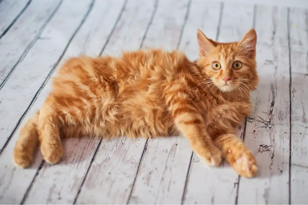 Orange american bobtail store cat