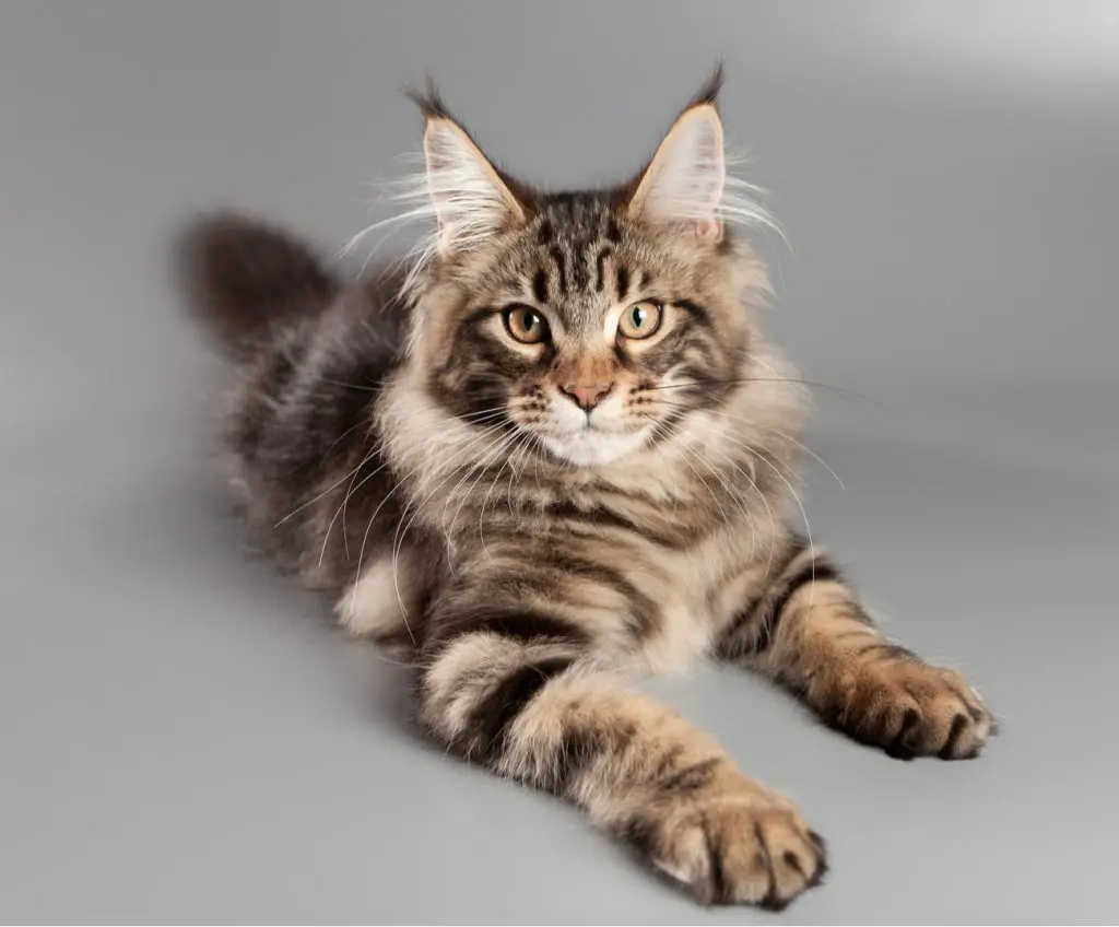 Maine coon cat laying