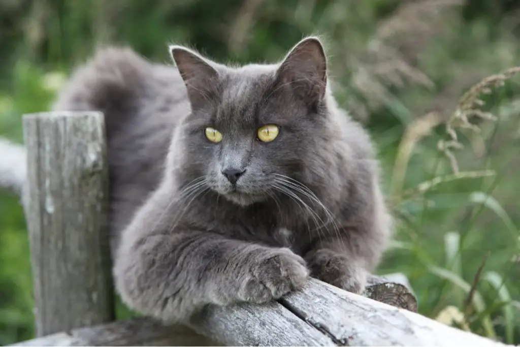 Nebelung cat