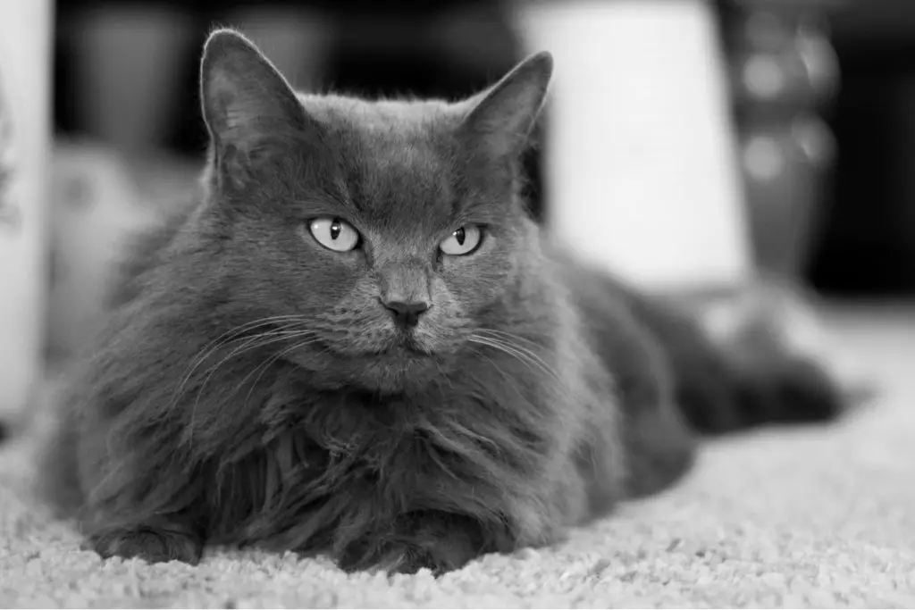 Nebelung cat laying down