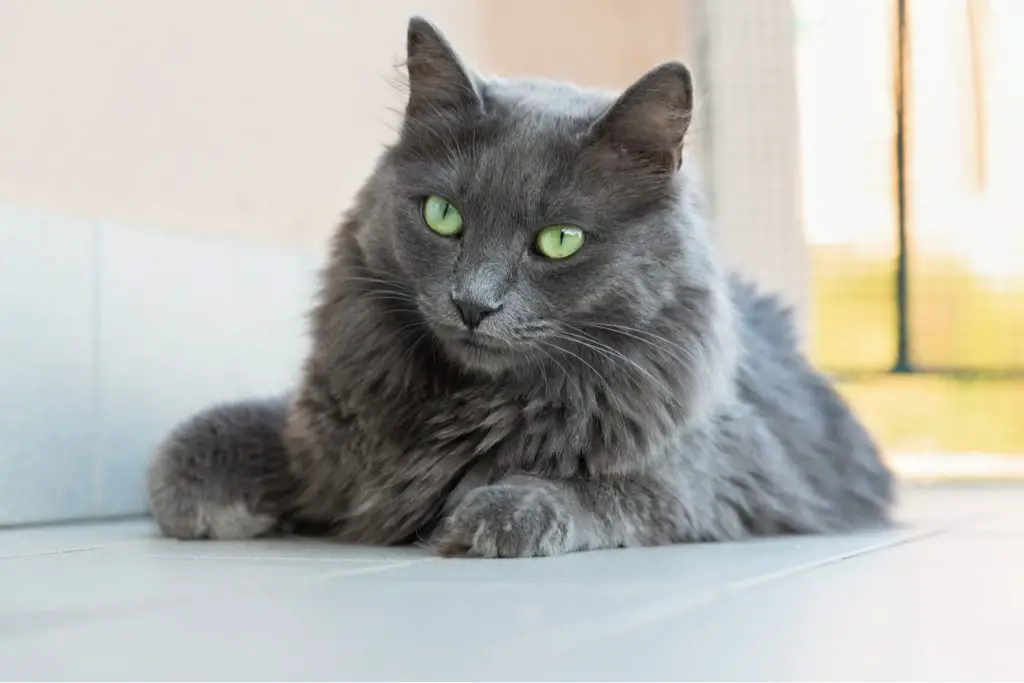 Nebelung cat