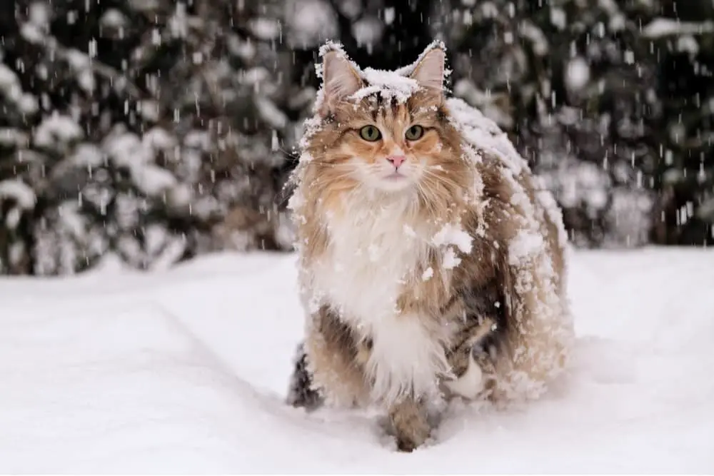 Norwegian Forest Cat in Snow