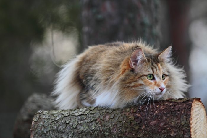 Norwegian Forest Cat • Purrfectcatbreeds