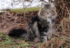 Norwegian Forest Cat hunting