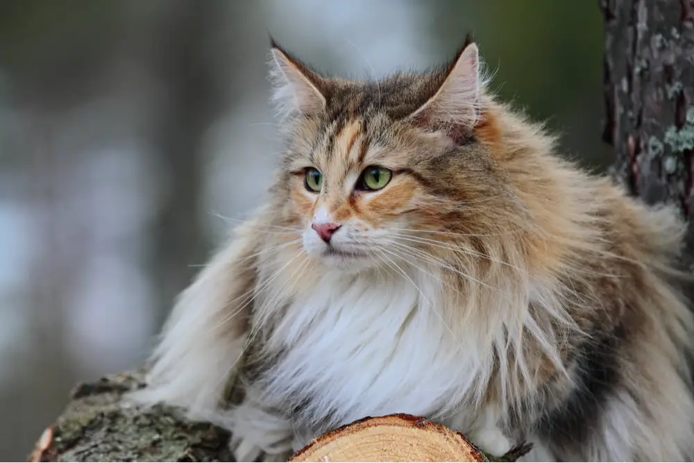 Norwegian Forest Cat laying