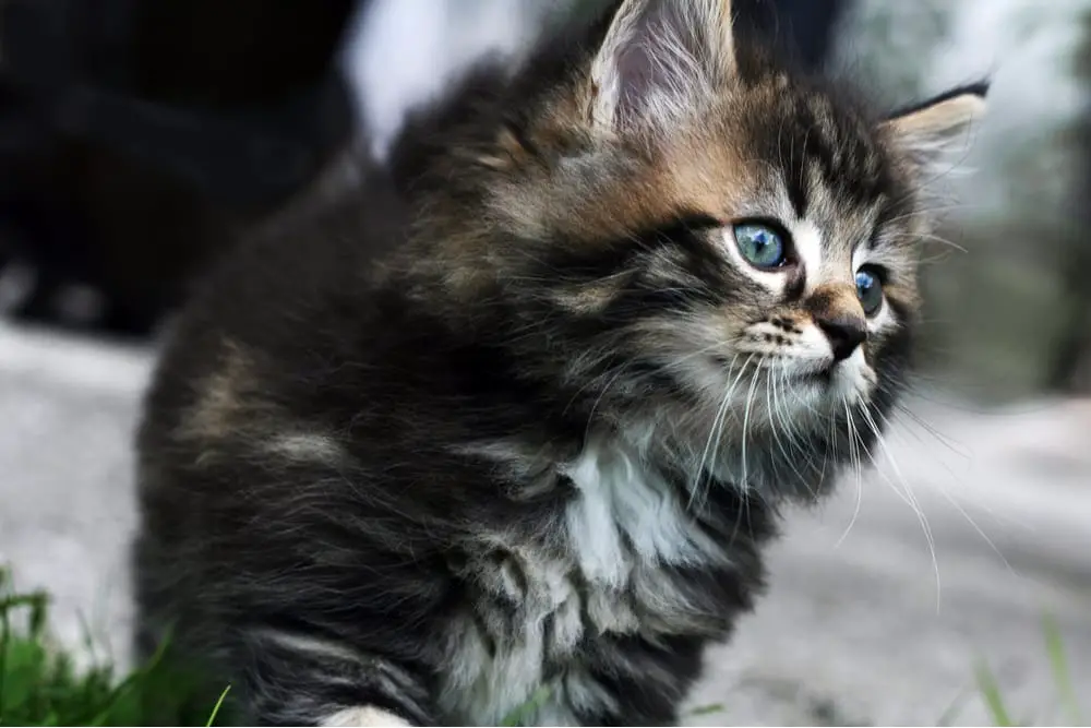 Norwegian Forest Kitten