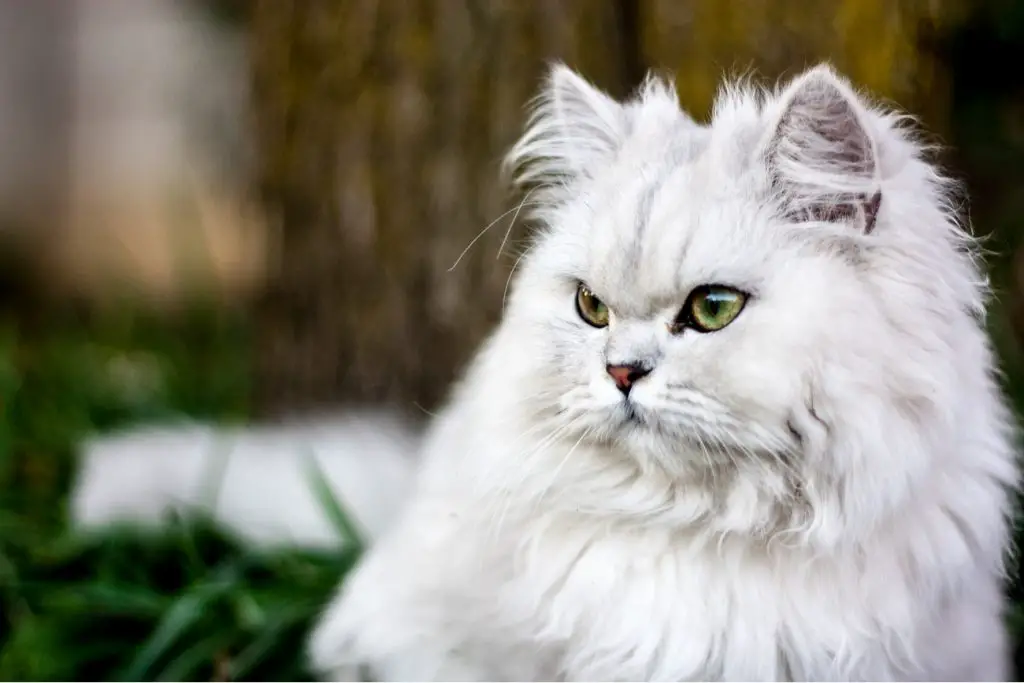 Persian cat