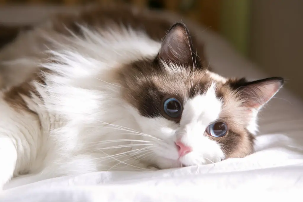 Ragdoll cat