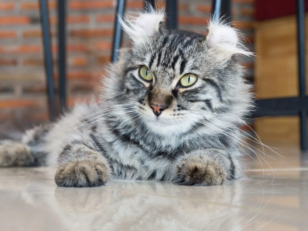 American Curl laying down