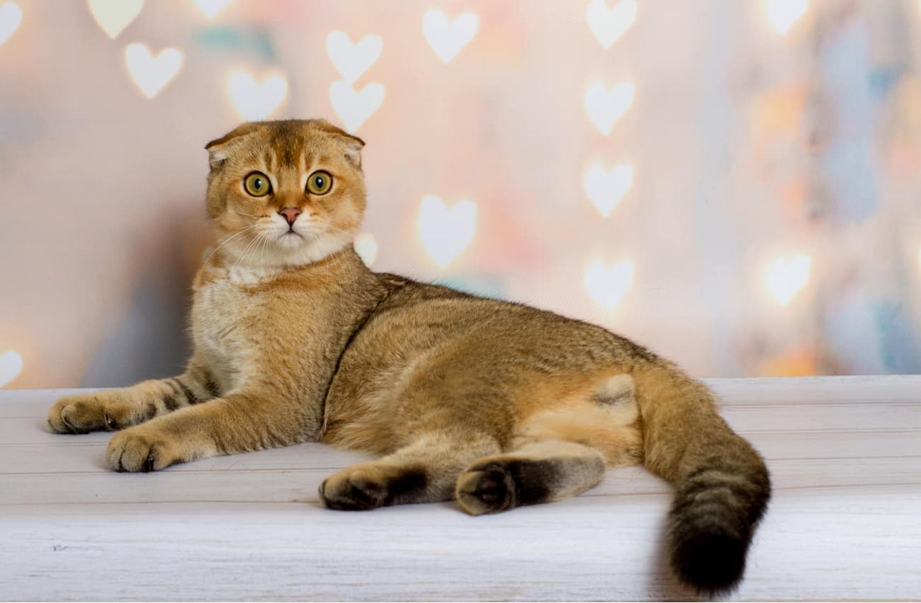 Scottish fold orange cat