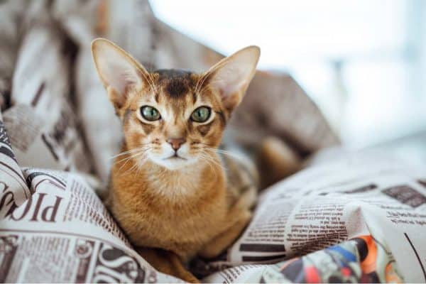 abyssinian orange cat
