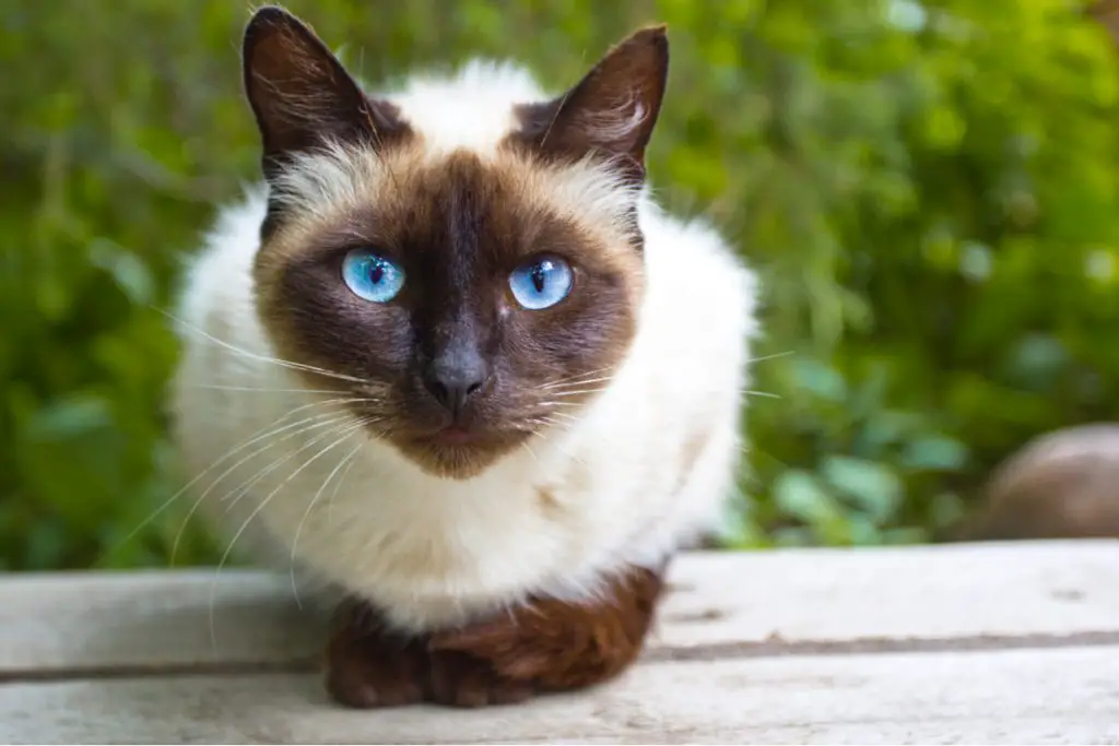 Siamese cat on table