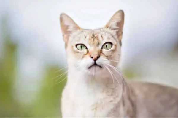 Singapura cat staring
