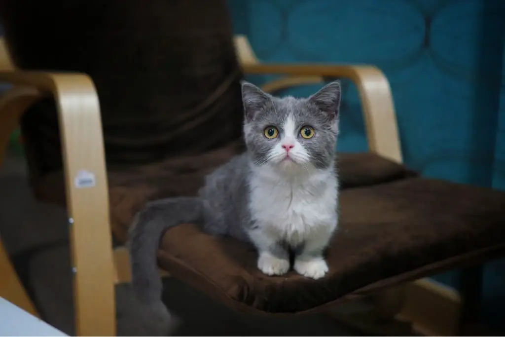 Munchkin cat