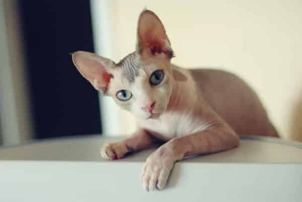 Sphynx kitten