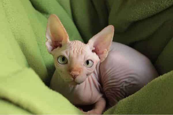 Sphynx kitten