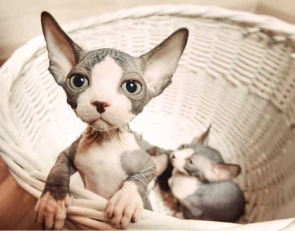 Sphynx kitten