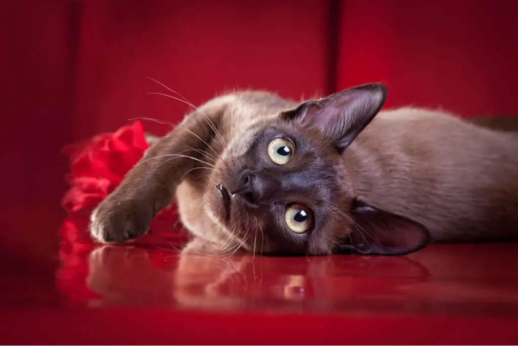 Tonkinese cat