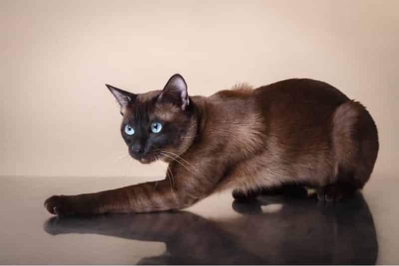 Tonkinese cat