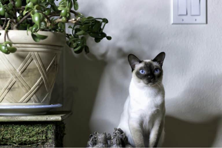 Tonkinese cat