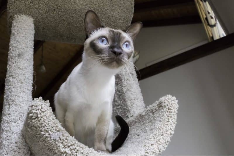 Tonkinese cat