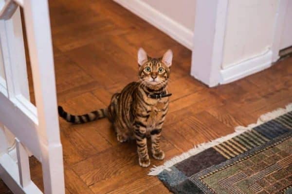 Toyger kitten