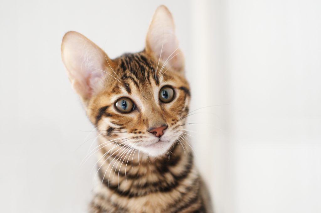 Toyger cat