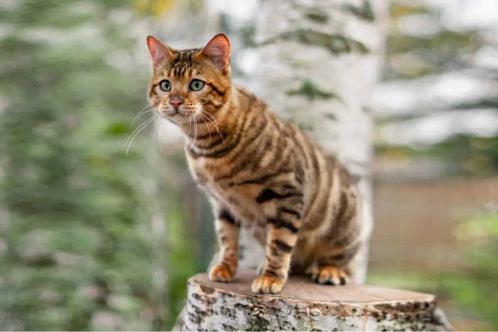 Toyger cat