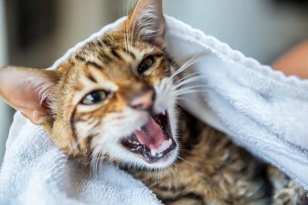 Toyger kitten