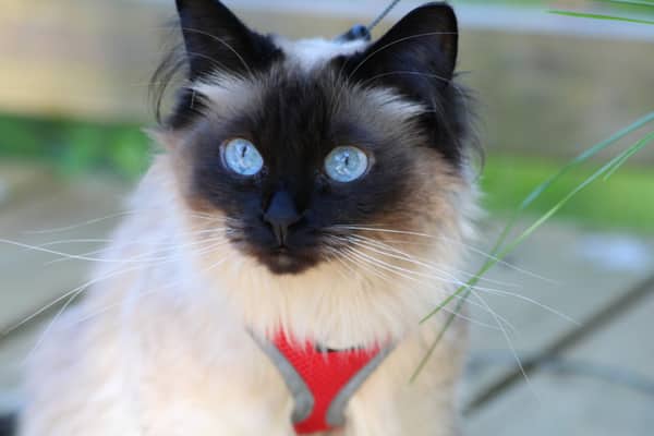 Balinese and Javanese Cat