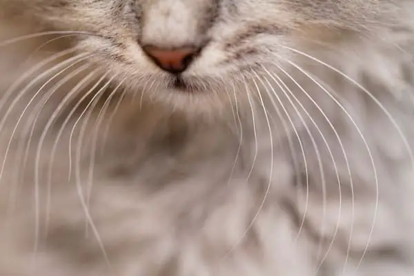 Cat whiskers