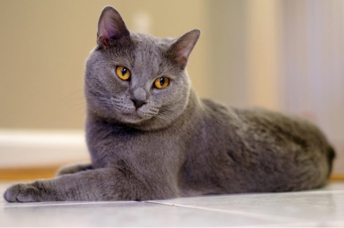 Most Popular Cat Breeds with Grey Coats • Purrfectcatbreeds