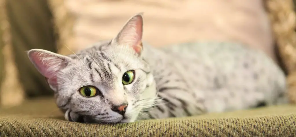 Egyptian Mau Cat